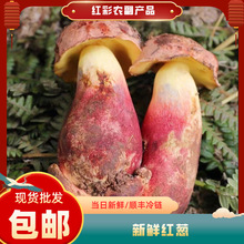 云南特产新鲜红葱牛肝菌食用菌见手青新鲜蘑菇红葱牛肝菌顺丰包邮