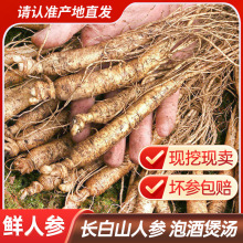 长白山人参新鲜东北整枝鲜参泡酒煲汤大小叁多款规格人参礼盒