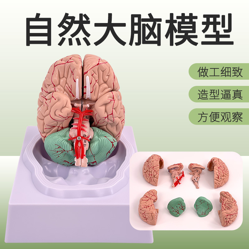 Brain Arterial Model Brain Anatomy Model Brain Model Brain Model Brain Structure Model Neurology Brain Arterial Model Brain Anatomy Model Brain Model Brain Model Brain Structure Model Neurology
