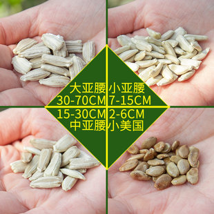 Small Gourd Seeds, Hand-Twisted Gourd Seeds, Yaya Gourd Seeds, Garden Ornamental Vine Plant Seeds