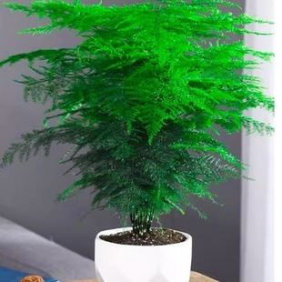 ��������ֲ���҃��k����ˮ��͏d����С�Gֲ���ܴ�ȫ�辰�ļ�����