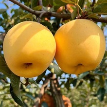 ɽ|̨Sʿaֱlɿrժ＾rֱl