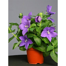 �ձ�SAKATA�M�ڰ����۹��N�ӻ��ѻ��N����ϵ���͟��ͺ��޸�������