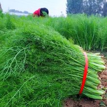 С��������r�r��Gɫ�߲��r���������������