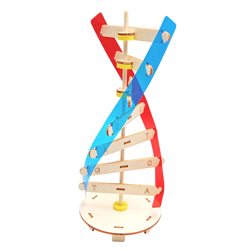 Ciencia y Tecnología pequeña producción DIY humano gen ADN doble hélice modelo biológico ciencia experimental equipo popular ciencia material didáctico