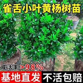 雀舌小叶黄杨树苗庭院绿化绿篱四季常青耐寒室内盆栽雀舌老桩黄杨