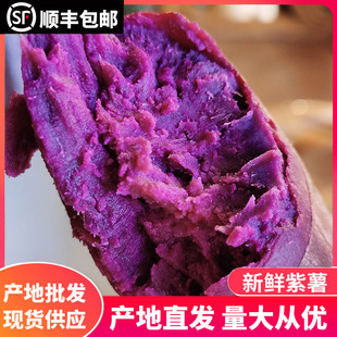 紫山芋圖片 海量高清紫山芋圖片大全 阿里巴巴