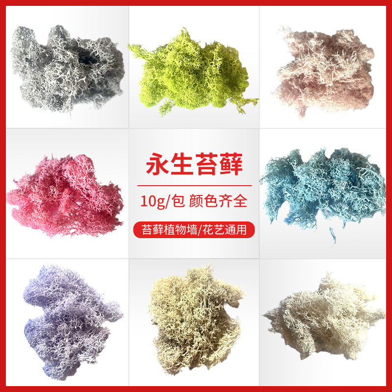 Factory wholesale immortal moss 10g immortal moss moss keychain glass cover diy flower ball Factory wholesale immortal moss 10g immortal moss moss keychain glass cover diy flower ball