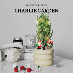 Christmas Tree Small Fragrant Pine Green Plant Desktop Radiation-Proof Potted Plant Purifying Air Plant Evergreen Scandinavian Style Green Plant
