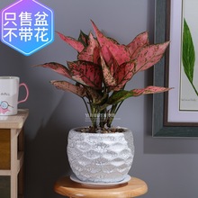 歐式花卉陶瓷植物花盆創意鮮花擺件陽台虎尾蘭吊蘭花盆大號花卉盆