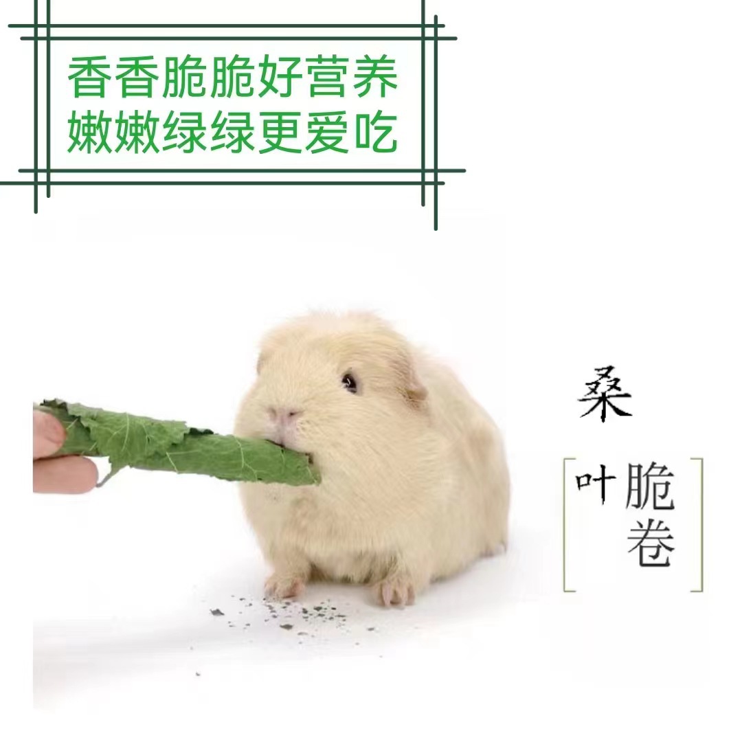 新鲜烘干手摘桑叶脆卷兔子豚鼠龙猫零食去上火补充蛋白可替代苜蓿