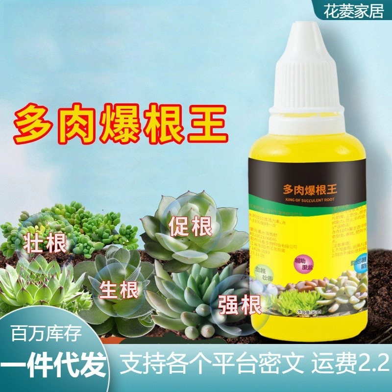 Hua Shenji мясистый корень взорванного корня