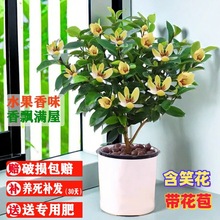 ��Ц�����Ԙ��玧�����������ļ������҃����̨ͥԺ�����_��ֲ��