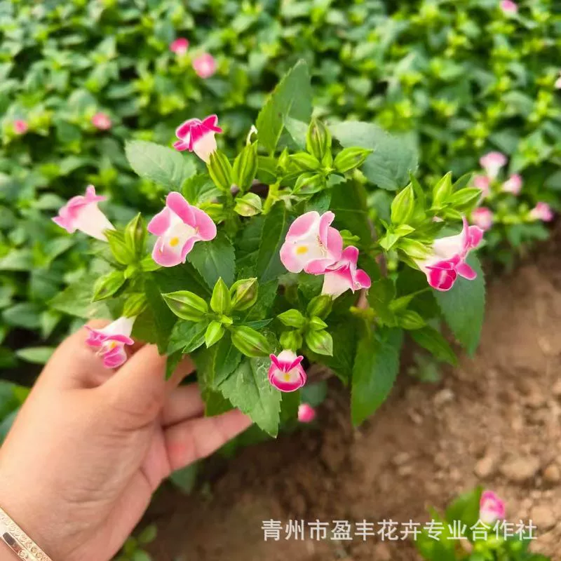 Рассада цветов Xiaojin, зеленение клумб, цветы Xiaojin, базовый цветочный кооператив Шаньдуна, оптовая продажа травяных цветов Xiaojin