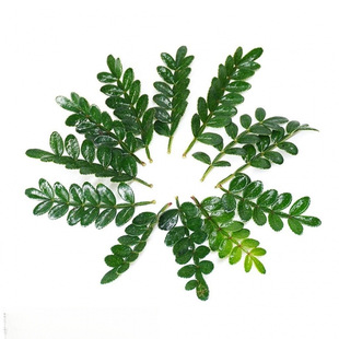 Decorative plate for dessert pepper wood potted fen wood cake decorative leaves fresh western food baked plants