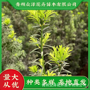 �t��ɼ1.5��1.8�����������^��ɼ���G��ľ��ľ�Y�tɫ�����G��ֲ��