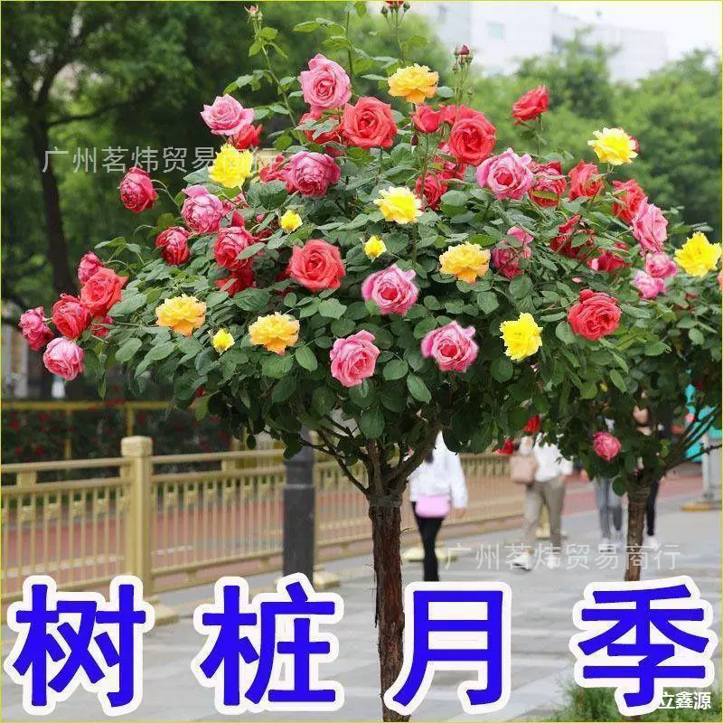 树桩月季树【四季开花】树桩月季棒棒型花苗大花盆栽玫瑰庭院养不