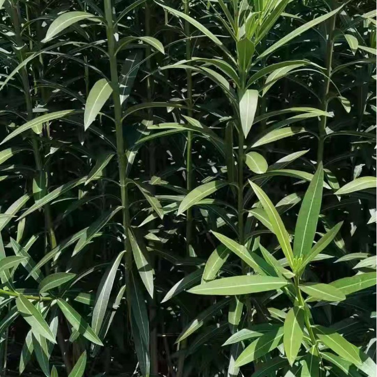 2024-03-26 21:35:52.jpg