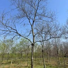 重庆贵州四川乌桕12公分乌桕15公分乌桕18公分乌桕20公分