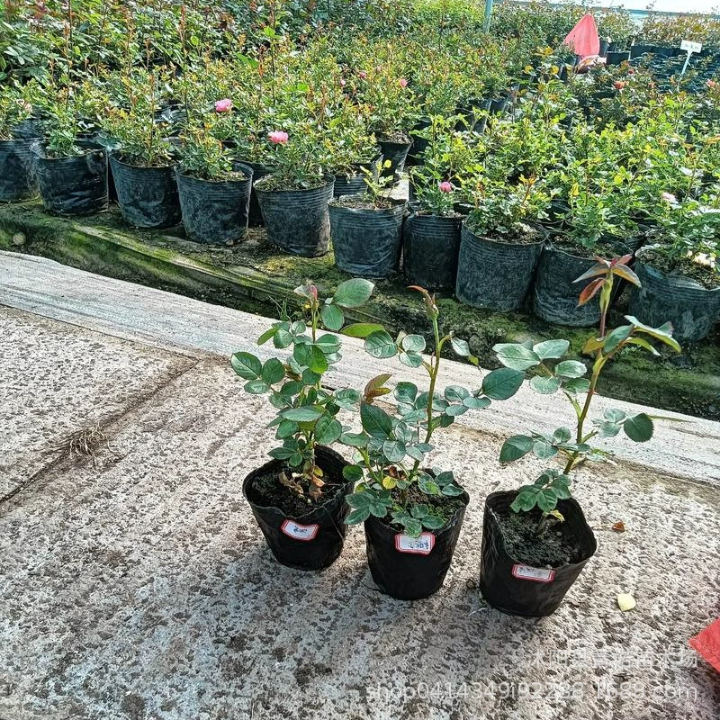 Питомник прямой горшок большой цветок Роза Лучжоу-аромат розы французское кружево с доставкой цветов Большая скидка