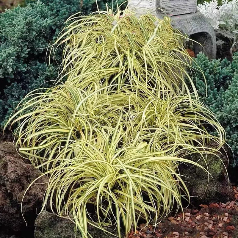 Золотой мох, трава в горшке, балкон, двор, теневыносливое цветочное зеркало с растениями, многолетние цветы, ландшафтный дизайн сада, вечнозеленые растения