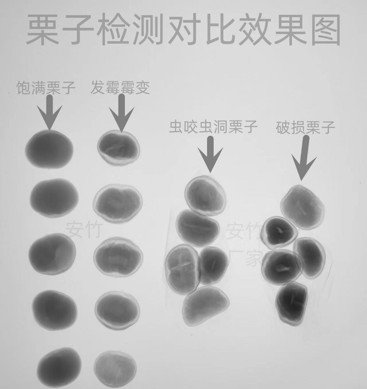 X光机X-RAY农业种子发育不良培育植物根茎竹木木材虫洞检测仪设备