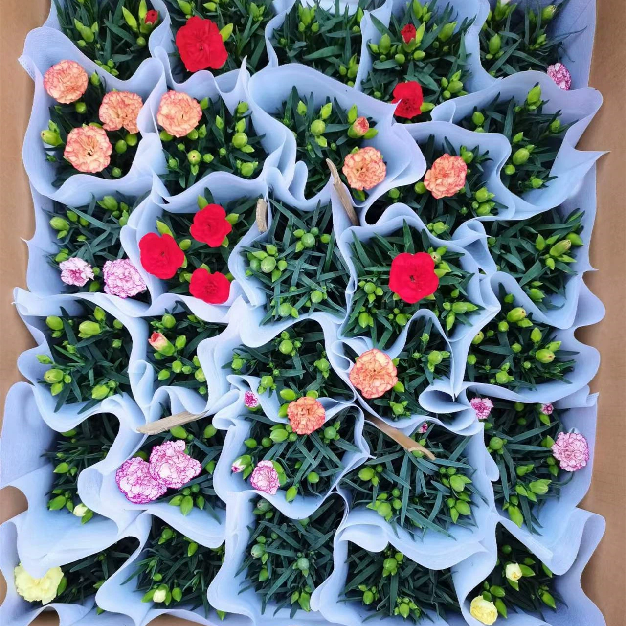 120 # Гвоздика в горшке с бутоном Цветок Caryophyllum Цветение в течение четырех сезонов Крытый балкон Гостиная Зеленые растения Цветы для кормления