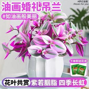 Oil Painting Wedding Hanging Orchid Potted Hanging Plant Flower Indoor Fresh Air Hydroponic Easy to Grow Succulent Purple Dew Orchid