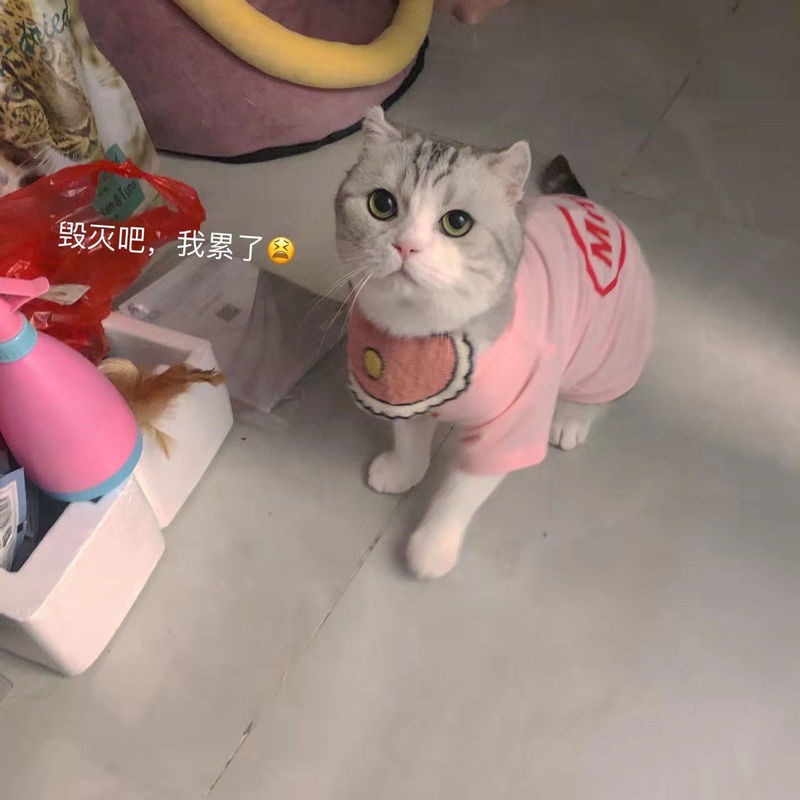 子猫服夏の薄手毛落ち防止半袖ぬいぐるみ青猫英短公猫子猫ペット服|undefined