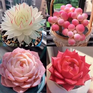 ������Ʒ��������¶�M�϶���ֲ���������ֺ��B�����k�����̨����