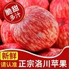 quality Availability Luochuan Red Fuji Apple 10 Shaanxi Luochuan Apple fruit Luochuan Straight hair