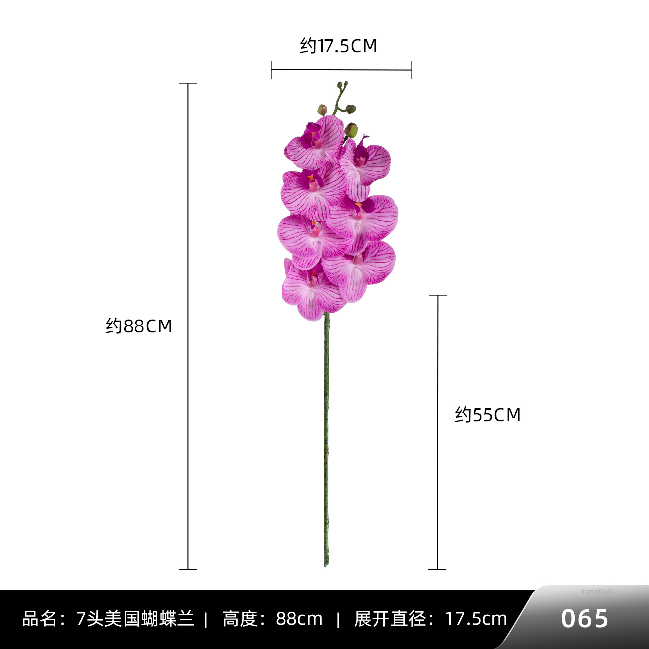 065 #7 미국 호접란