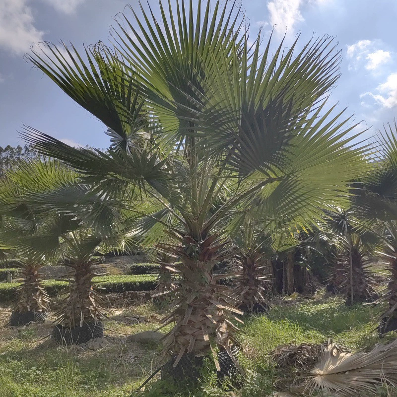Пальмовые саженцы, арековая пальма, пальмовое веерообразное дерево старика, зеленение, морозостойкие саженцы, дворовые вечнозеленые растения, горшечные растения, наземные растения.