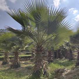 棕榈树苗蒲葵老人葵扇子树绿化耐寒苗木庭院四季长青植物盆栽地栽