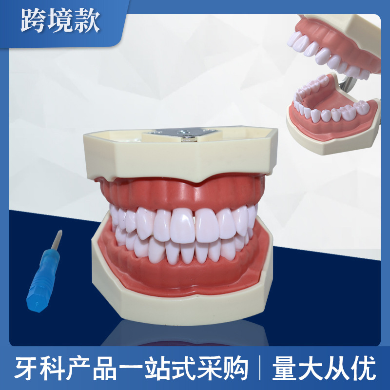 Modelo dental modelo de enseñanza oral 28 modelos de práctica de preparación de dientes modelo de diente desmontable de boca completa