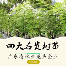 四大名贵苗木奇楠沉香树苗大红酸枝苗金丝楠木树苗海南黄花梨树苗