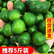海南金桔小青柠小金桔新鲜小金橘小青桔水果青柠鲜果柠檬奶茶专用