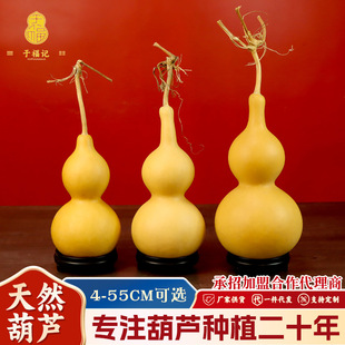 2026�º��Jͨ؛��Ȼ�غ��J 16-19cm�����^ԭ���B���J�����������J