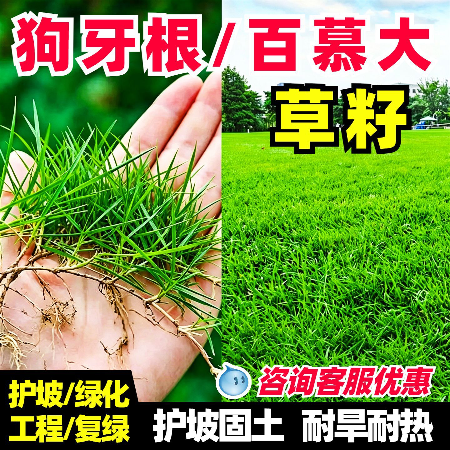 狗牙根草坪草籽百慕大净籽四季常青耐寒耐旱绿化护坡固土草种子