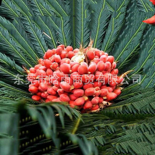 �K�F�N�ӵ±��F��ٻ��Pβ���Pβ���Pβ�ݷN�����󃞻ݸ߳�ѿ��