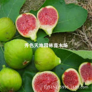 Weihai Green-Skinned Fig Seedlings, Sweet Fig Potted Plants, White Horses Planted in the North and South, Fruit-Bearing Saplings in the Same Year
