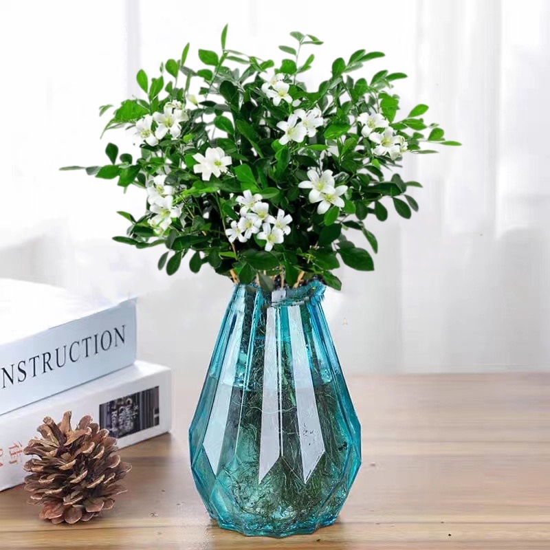 [신수경재배] 15-20CM 구리향 나무 15-20그루(다이아몬드 블루 유리병) 선정, 크리스탈 머드 + 영양액 무료