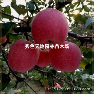 Cold-Resistant Red Fuji Apple Saplings Grafted with Cold-Resistant Apple Saplings Are Planted in the South and North with Selenium-Rich Varieties That Bear Fruit in the Same Year