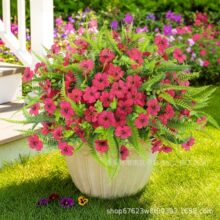 �羳���滨��������⾀���첨˹�����_�m������ϻ�ɢ�b�������