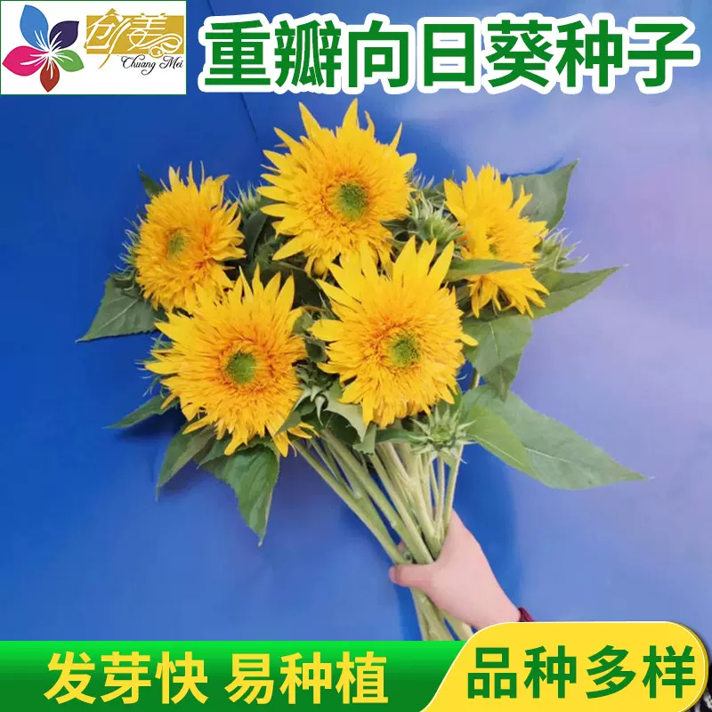 重瓣向日葵种子 泰迪向日葵 重瓣太阳王向日葵种子批发