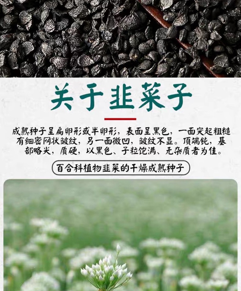 Jiu Cai Zi Chinese Chive Seeds Roasted Herbal Tea Ingredient 500g quality and texture