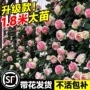 特大盆栽四季植物花卉