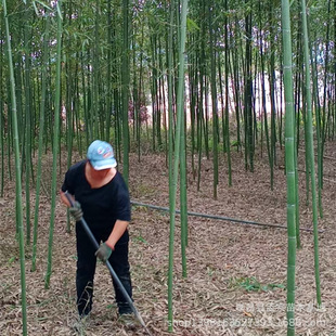 Hubei Bamboo Bamboo Seedlings Gang Bamboo Water Bamboo Moso Bamboo Native Fake Planting Bamboo Seedlings Good for Planting in Courtyards and Houses and Easy to Survive