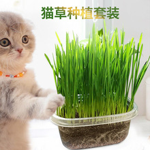 寵物貓零食懶人貓草罐頭吐毛球化毛促進消化栽培大麥草批發代發