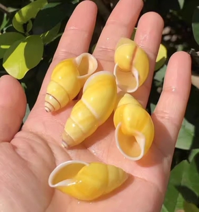 �S��������Ȼ����ؐ���˱��ݹ�ˇƷ�Ҿ��b�Ʒ�[���~��ˮ���쾰